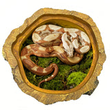 Snake Hides for Ball Pythons XX-Large Lizard Snake or Reptile Hide 15"x14.5"x7.7" Snake Hide and Basking Tree Roots Cave