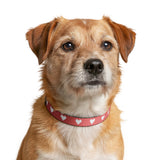 Clip-on Pet Collar heart design