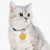 Pet Tag Cat Playing with Yarn Design