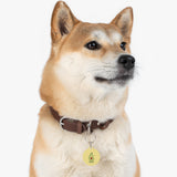 Pet Tag vegan