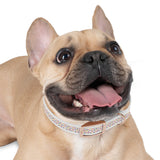 Pet Collar - Colorful Paw Prints Dog Collar