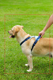 Blue Dog Harness Leash Collar Set, No Pull Reflective Dog Vest Harness with Control Handle, Adjustable Breathable Pet Harness for Small Medium Dogs Walking Training