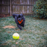 Pet Fit For Life Dog Pedal Water Fountain - Step-On Sprinkler, Drinking Water Hose Toy and Water-Play for Dogs, Includes Giant Tennis Ball