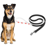 Dog with a black and white leash on a white background