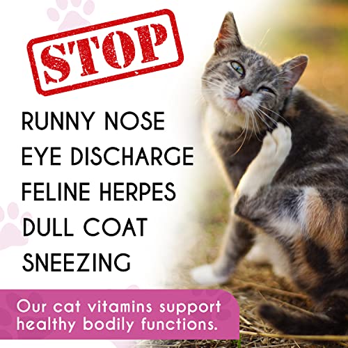 Runny Nose How To Care For A Cat With A Cold Upper Respiratory
